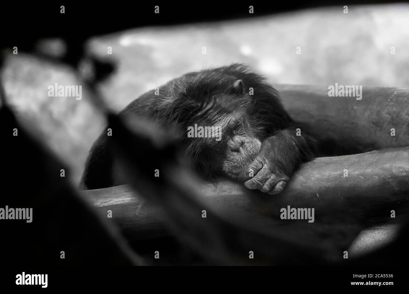 Ritratto espressivo di scimpanzé pensivo, che evoca sensazioni tristi e serie, in bianco e nero. Foto Stock