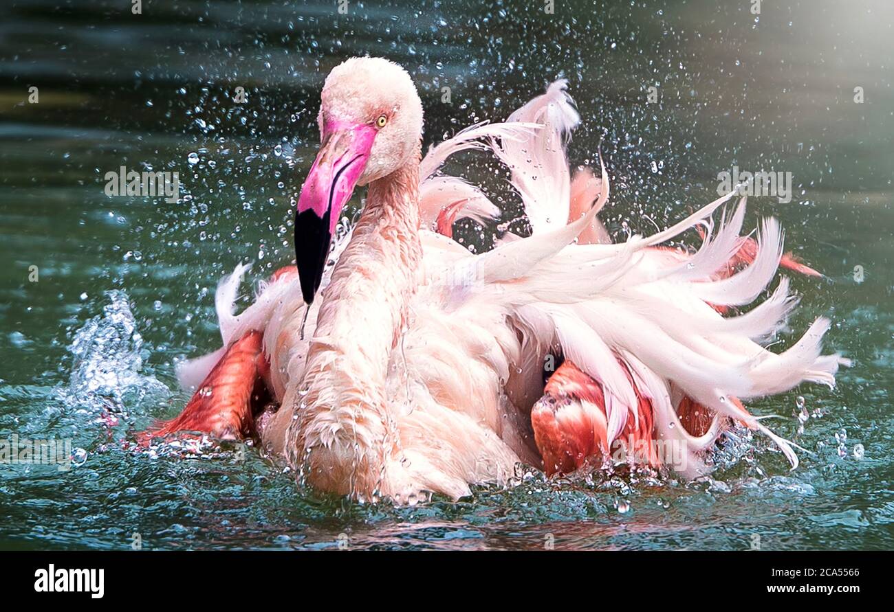 Flamingo uccello primo piano profilo vista in acqua con le sue ali sparse, bel piumaggio, testa, lungo neg, becco, occhio nei suoi dintorni e envi Foto Stock