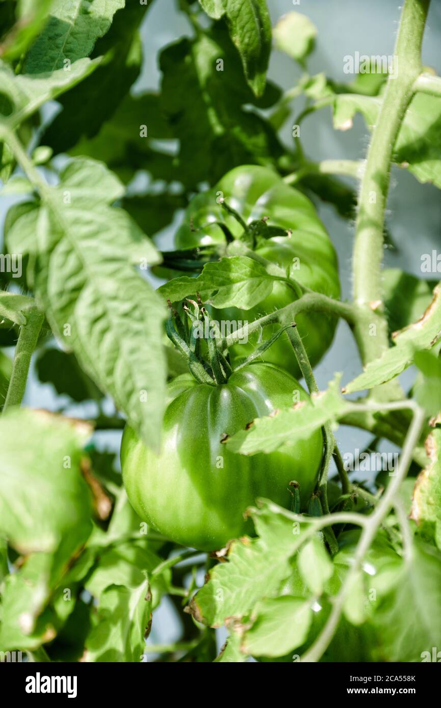 Auf dem Balcon selbst gezogene noch gruene coeur de boeuf Tomaten Foto Stock