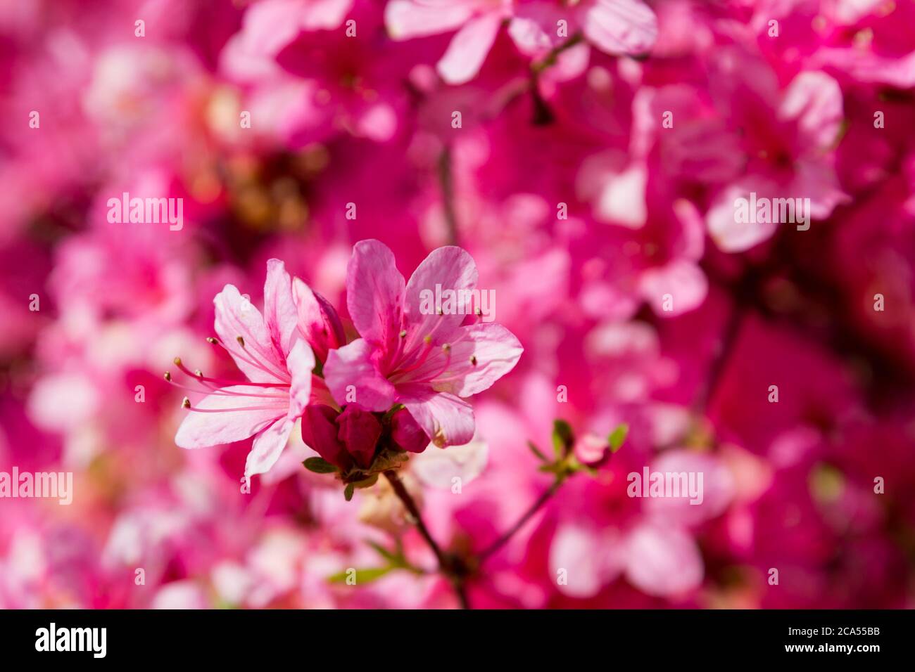 Rosa fiori di azalea Foto Stock