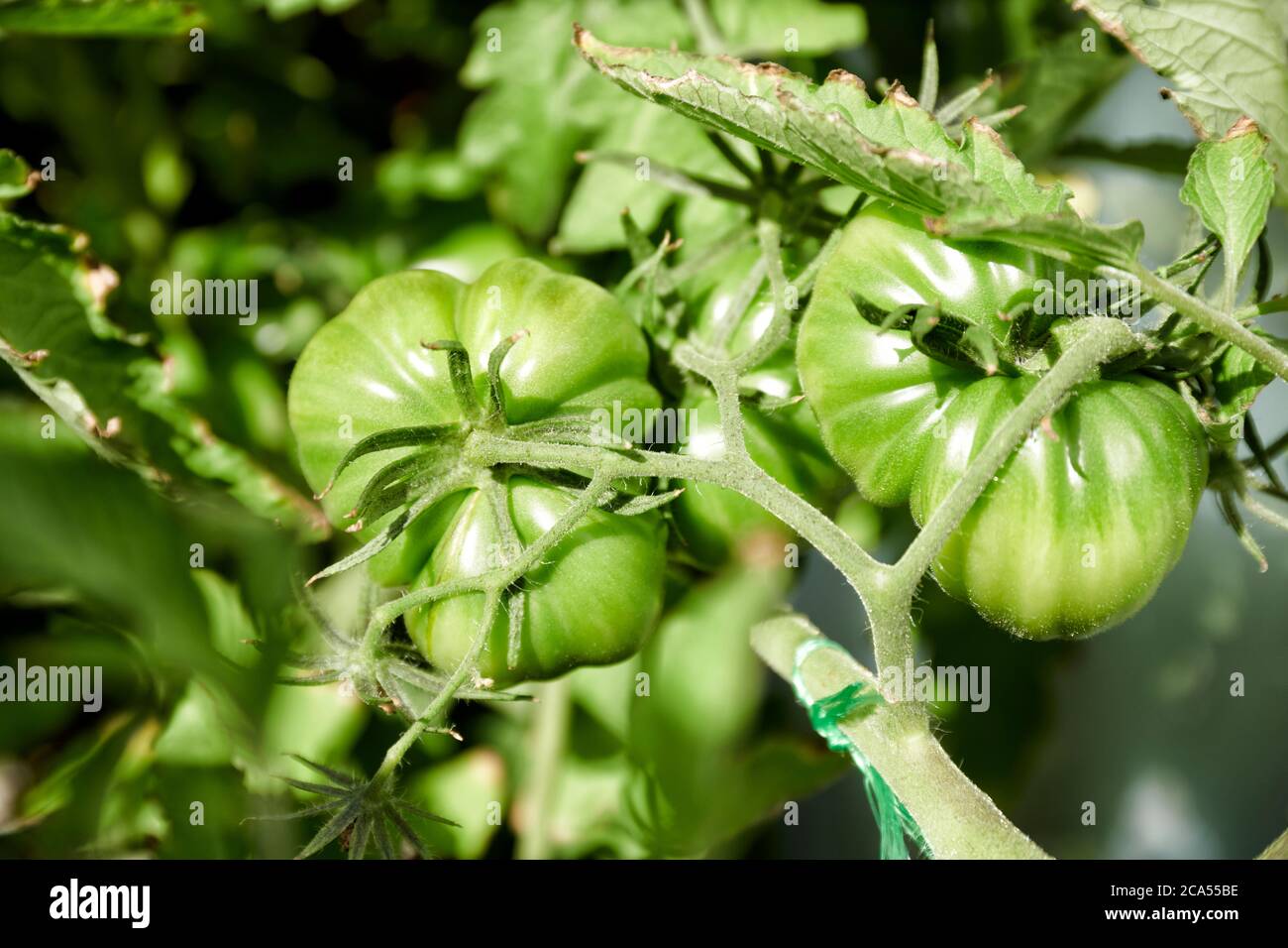 Auf dem Balcon selbst gezogene noch gruene coeur de boeuf Tomaten Foto Stock