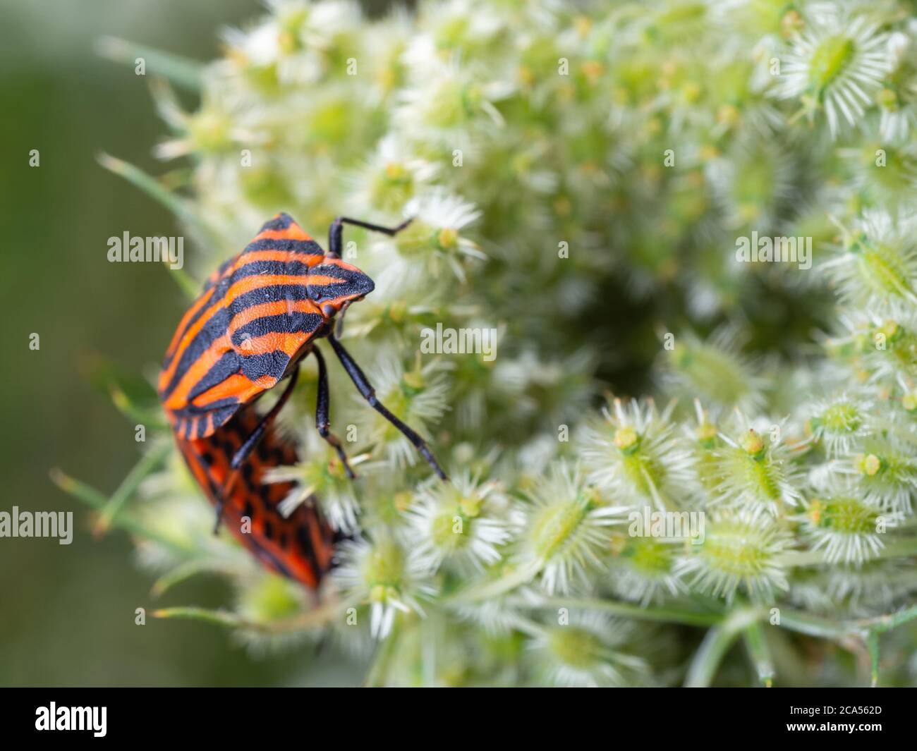 Primo piano di un paio di insetti italiani a strisce che si accoppiano sul fiore bianco selvatico. Graphosoma italicum. Messa a fuoco selettiva, sfondo sfocato. Foto Stock
