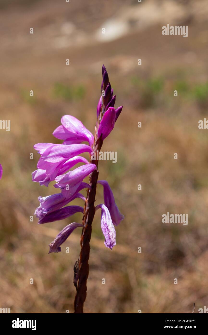 Watsonia lepida nel Golden Gate Highlands National Park, Freestate, Sud Africa Foto Stock