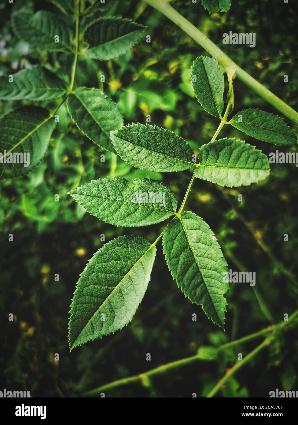 foglie verdi sfondo cane rosa foglia o rosa canina verticale verde fotografia Foto Stock