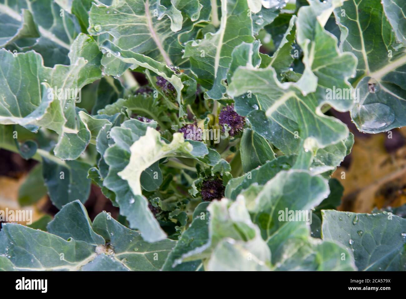 Viola broccoletti Foto Stock