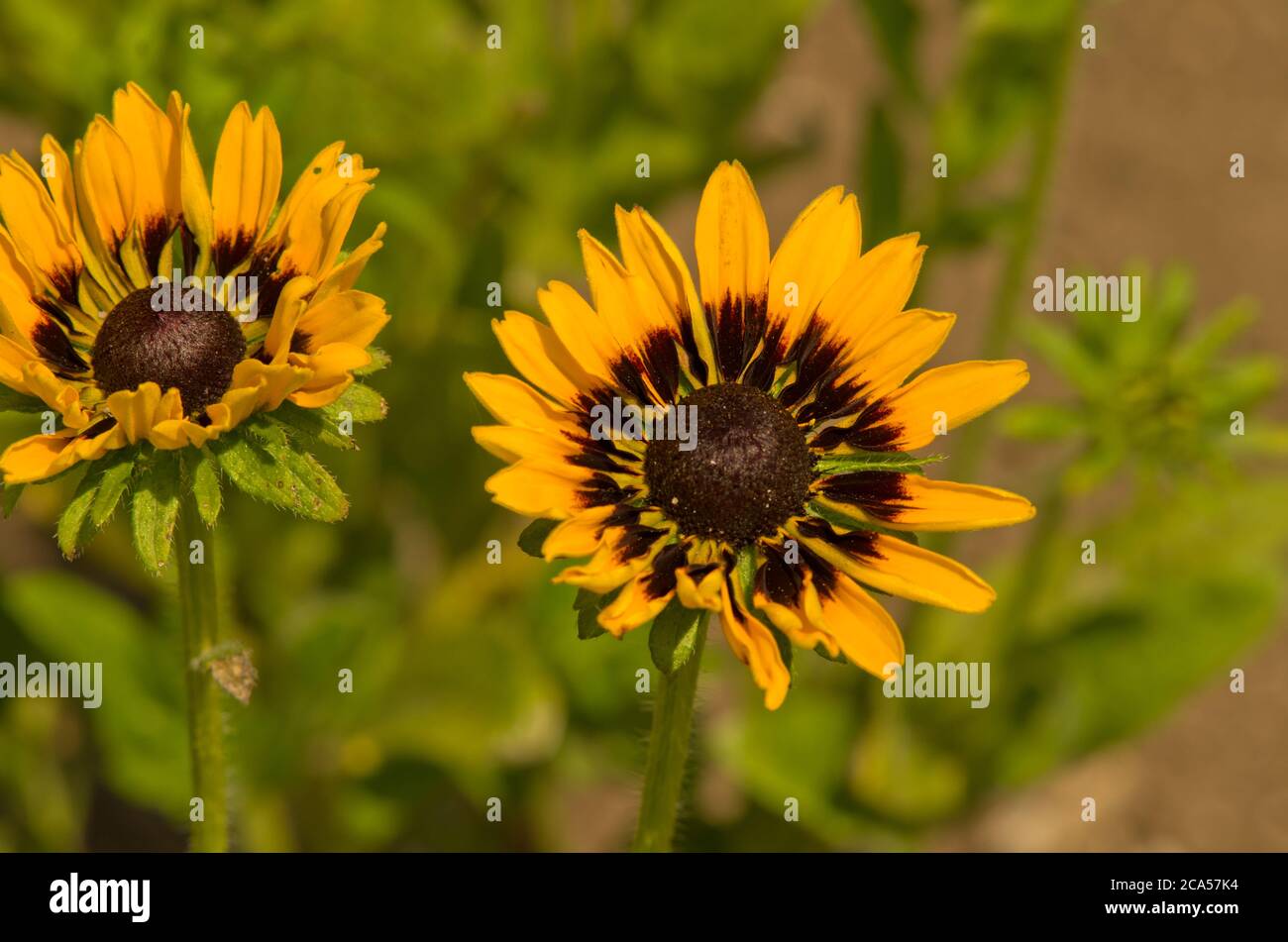 Rudbeckia Hirta Solar Eclipse Foto Stock Rudbeckia Hirta Solar Eclipse Foto Stock