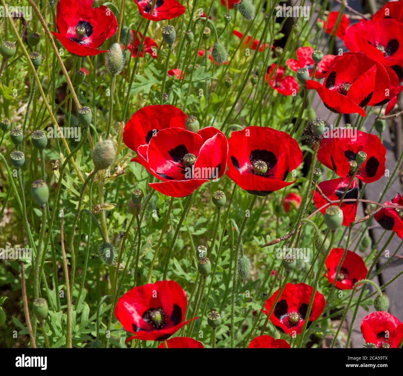 Papaver commutatum "coccinella" Foto Stock