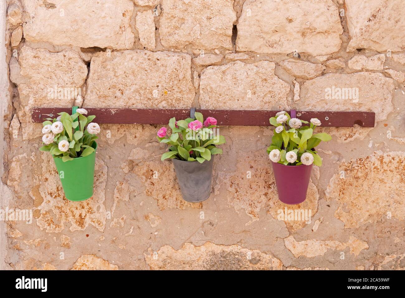 Fiori su una parete casa, città vecchia, Rovigno, Istria, Croazia Foto Stock