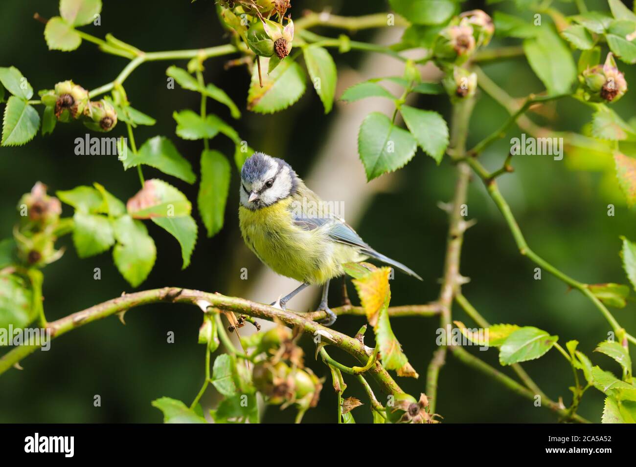 Blu TIT, Parus Caeruleus, singolo uccello su ramo Foto Stock