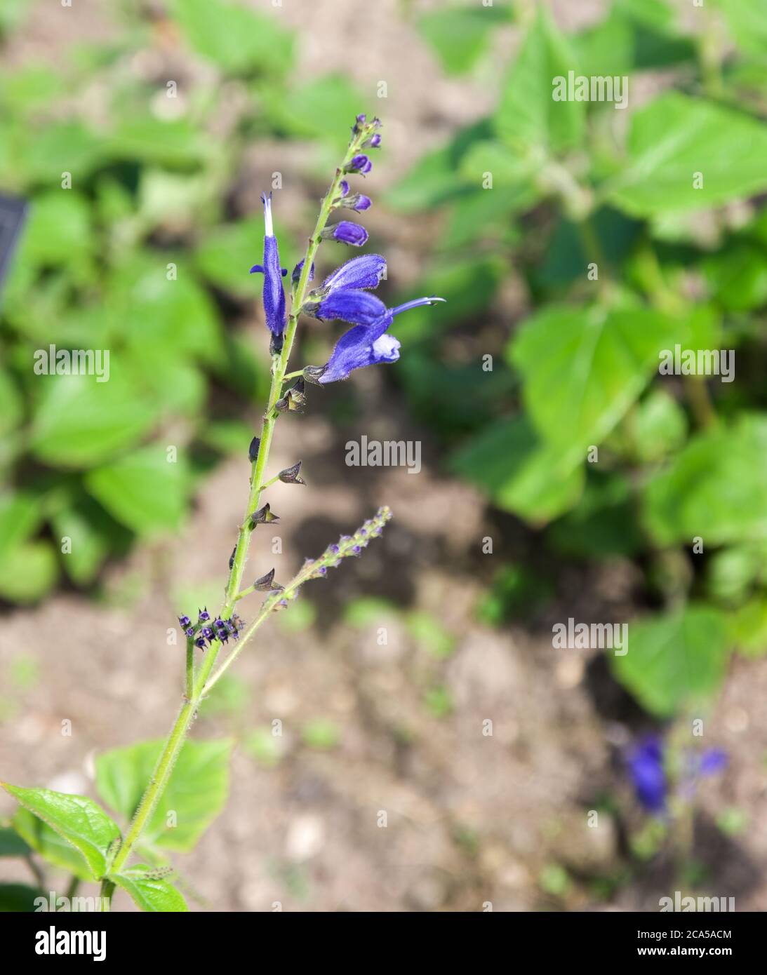La Salvia cacaliifolia Foto Stock