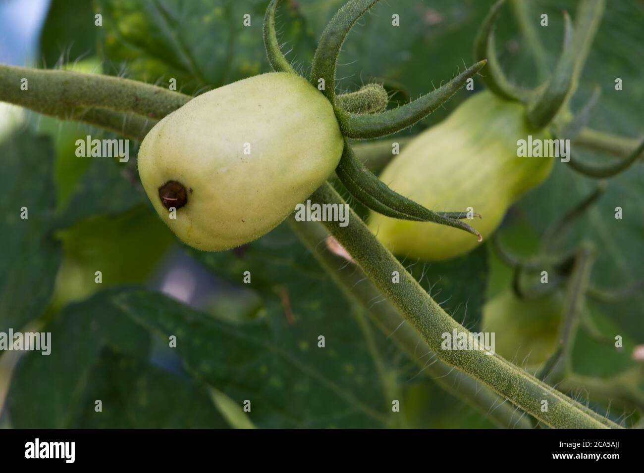 Fiore finale di marciume su un pomodoro di prugne verde Foto Stock