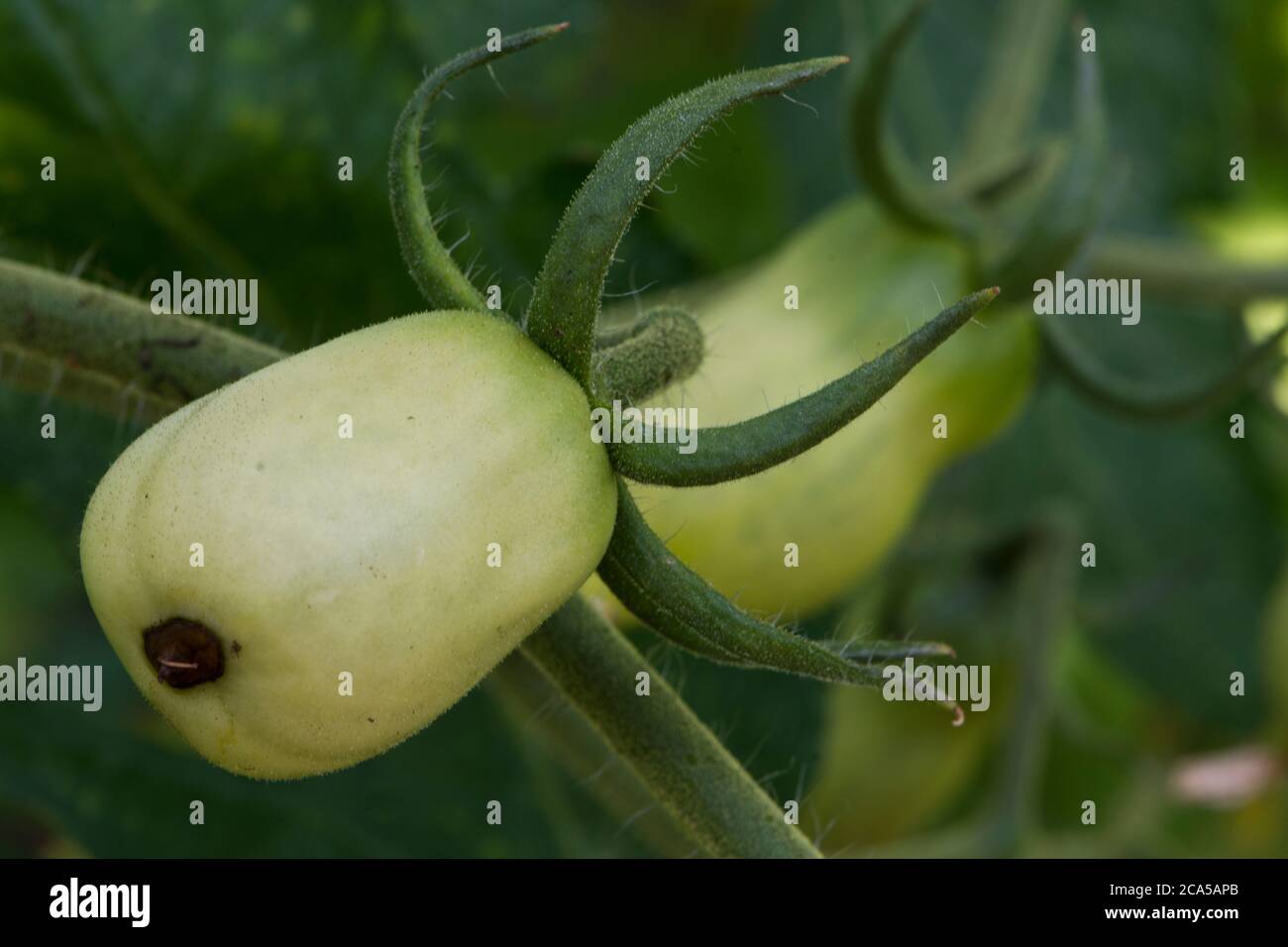 Fiore finale di marciume su un pomodoro di prugne verde Foto Stock