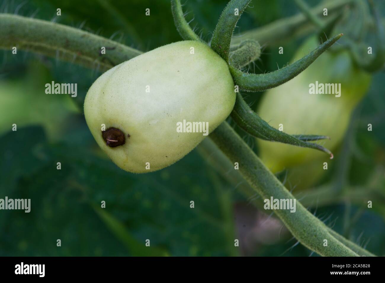 Fiore finale di marciume su un pomodoro di prugne verde Foto Stock
