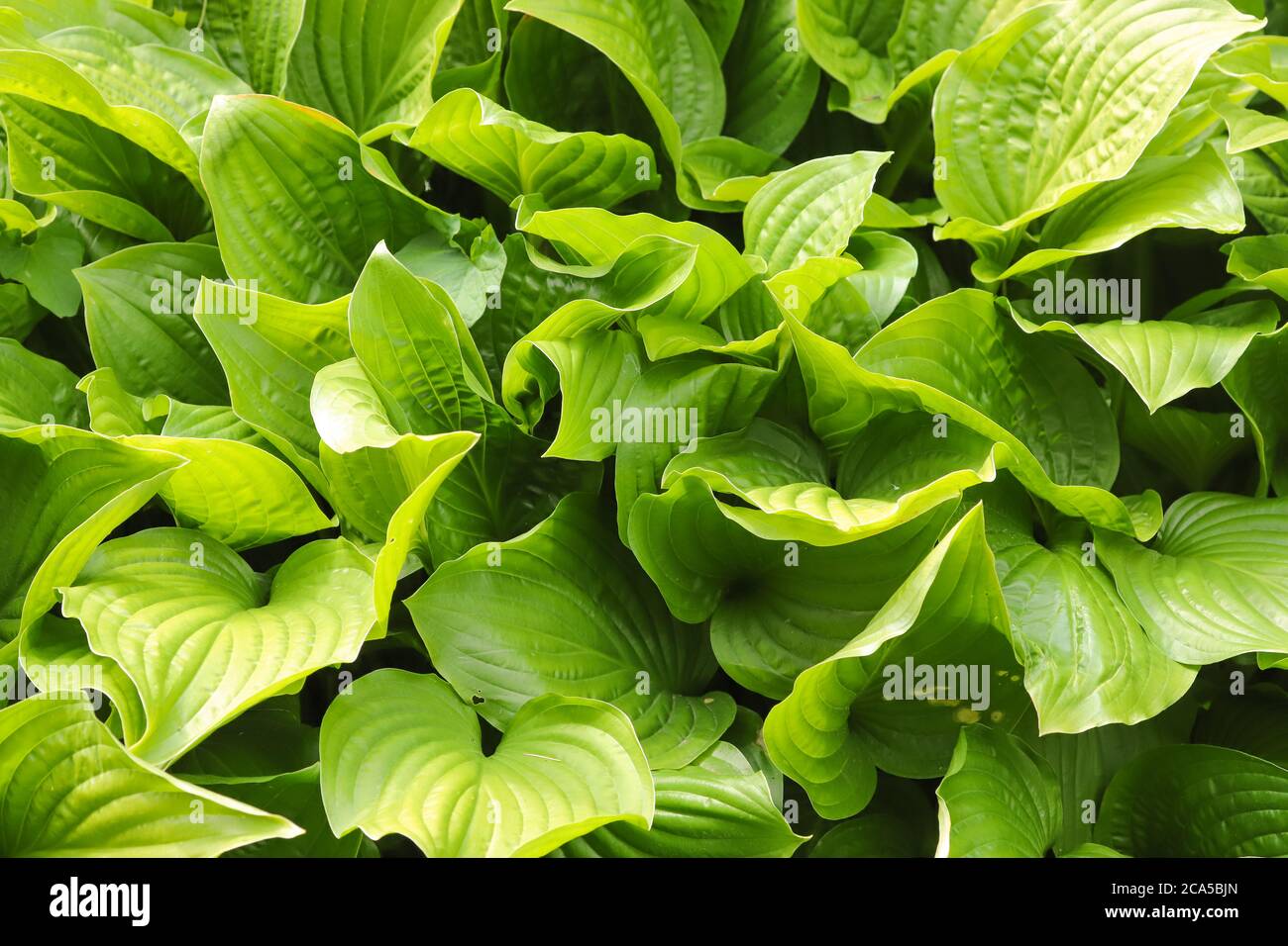 Primo piano di foglie di osta verdi fresche Foto Stock