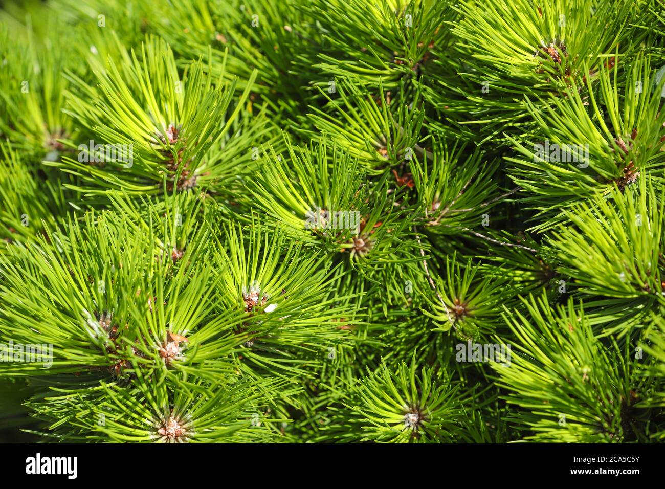 Primo piano di aghi di pino verde brillante di un abete albero Foto Stock