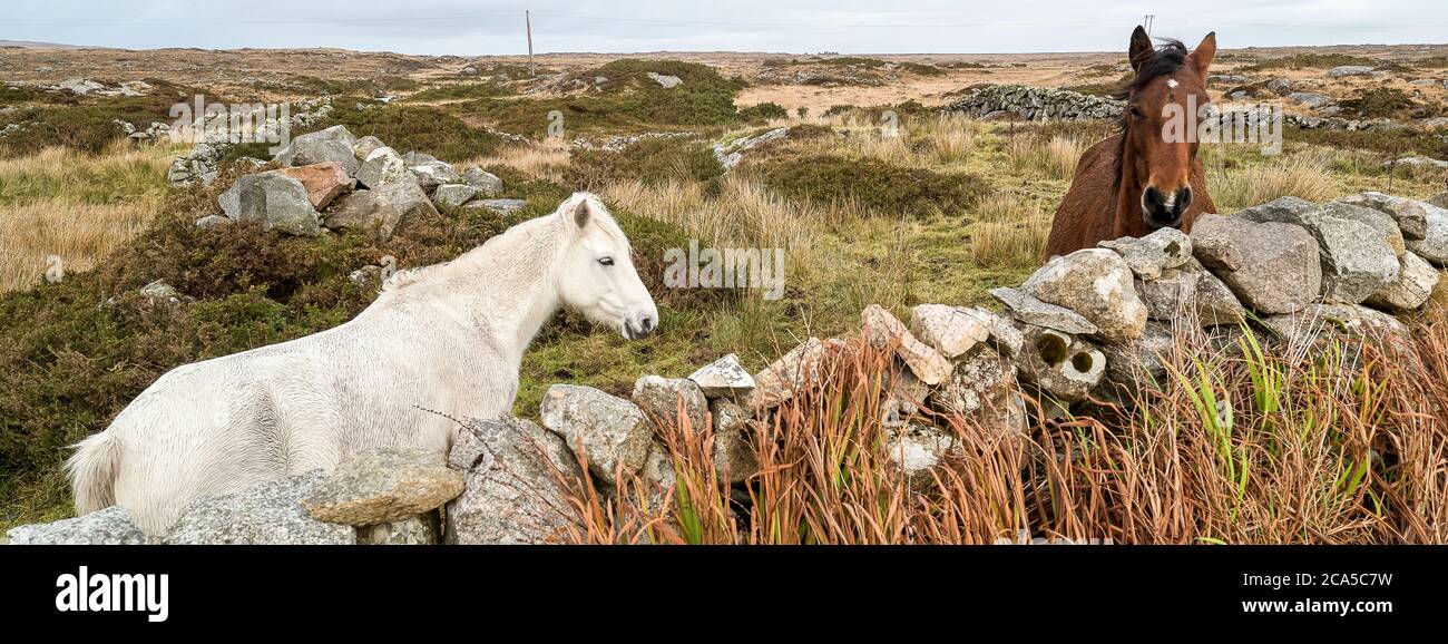 Horses, Connemara, County Galway, Irlanda Foto Stock