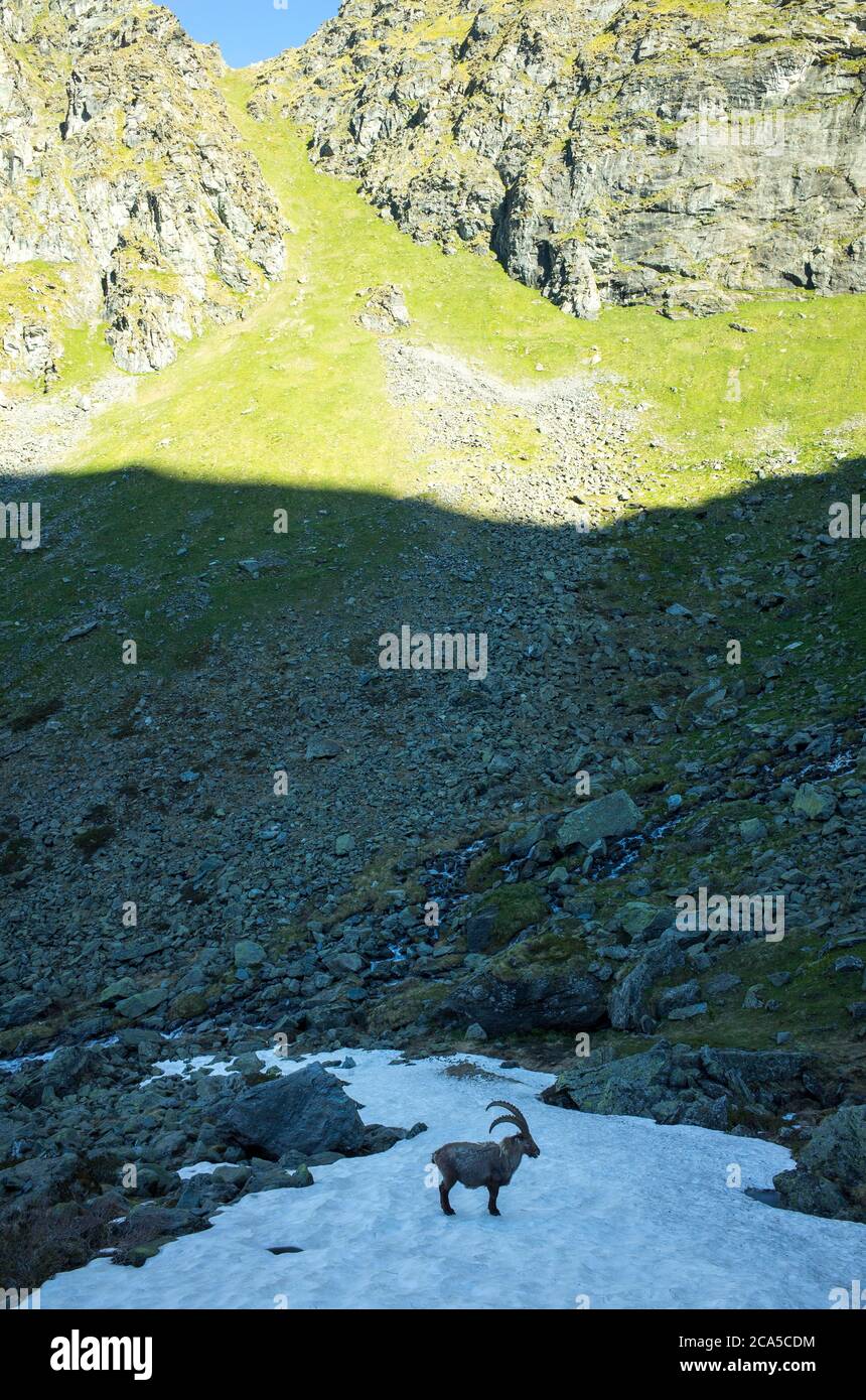 Svizzera, Wallis, Val de Bagnes, stambecco su un pezzetto di neve Foto Stock