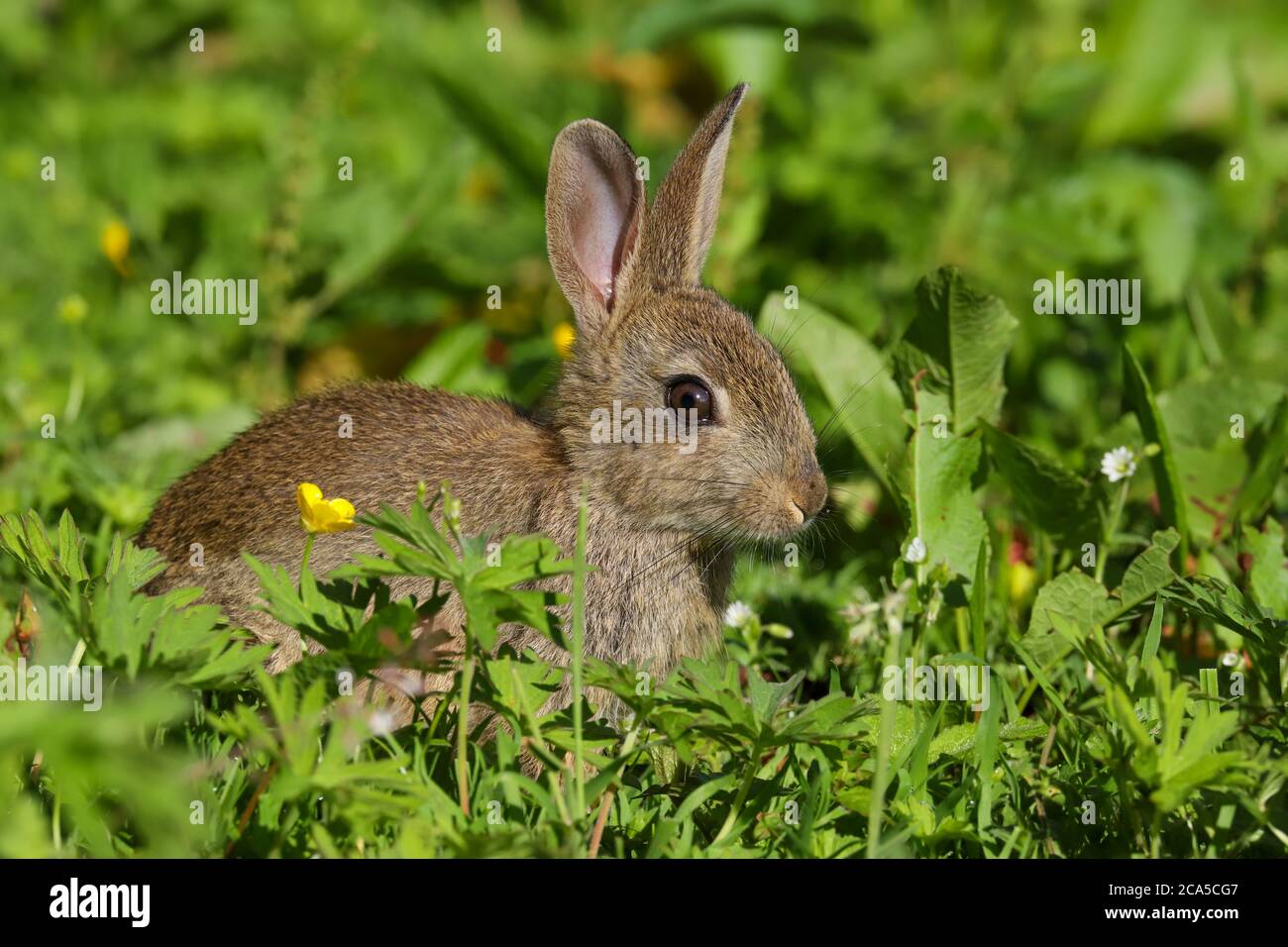 Coniglio selvatico (Oryctolagus cuniculus) seduto in un campo nella campagna gallese, Regno Unito Foto Stock