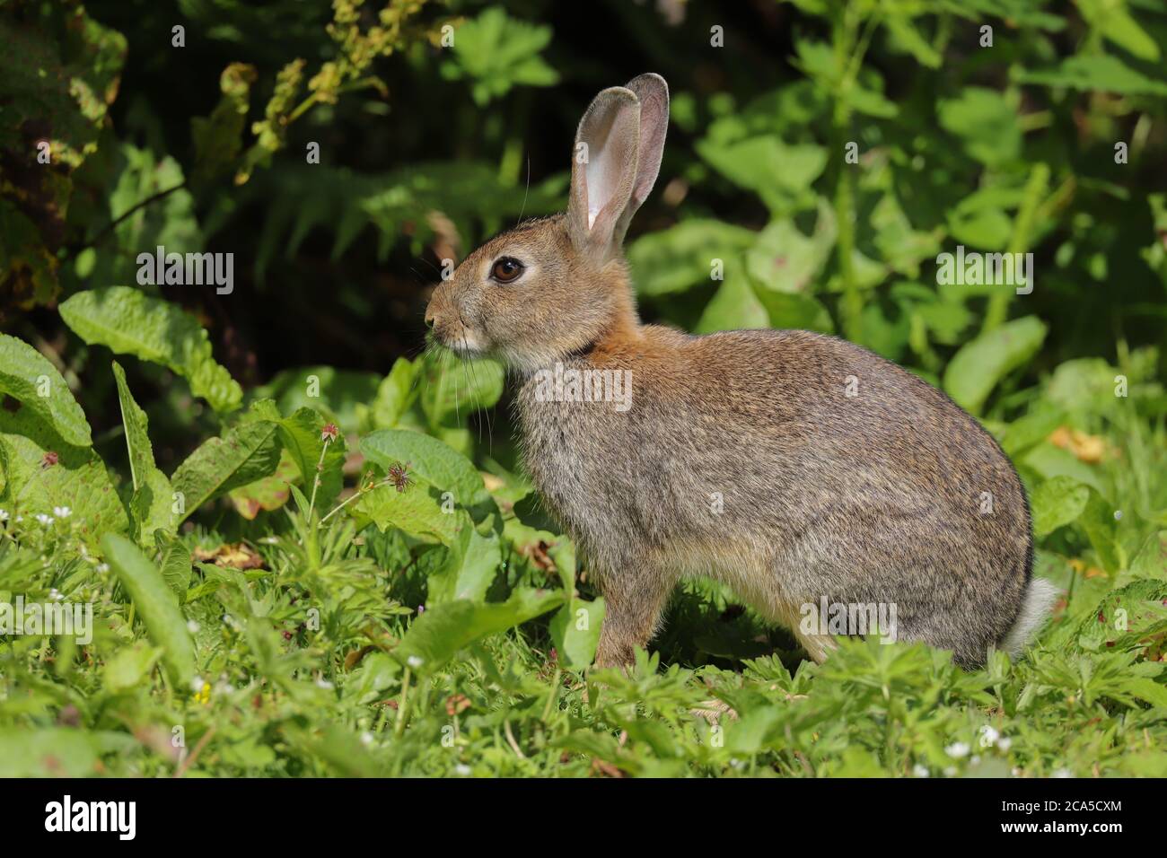 Coniglio selvatico (Oryctolagus cuniculus) seduto in un campo nella campagna gallese, Regno Unito Foto Stock