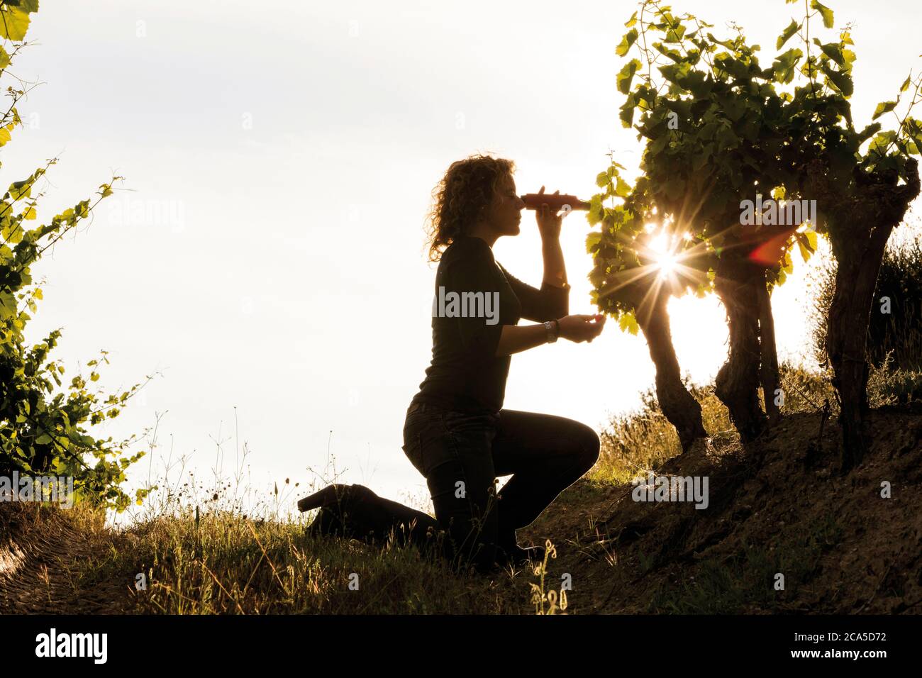 Francia, Aude (11), Limoux, enologo che calcola la ragione del tenore di zucchero al tramonto Foto Stock
