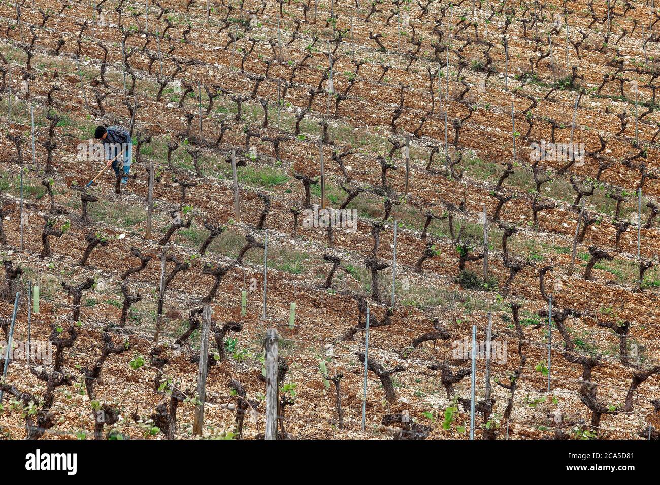 Europa, Francia, Occitanie, Midi-Pirenei, Lot, Cahors, Les-Hauts-de-saint-Georges cantina, enologo in vigna Foto Stock