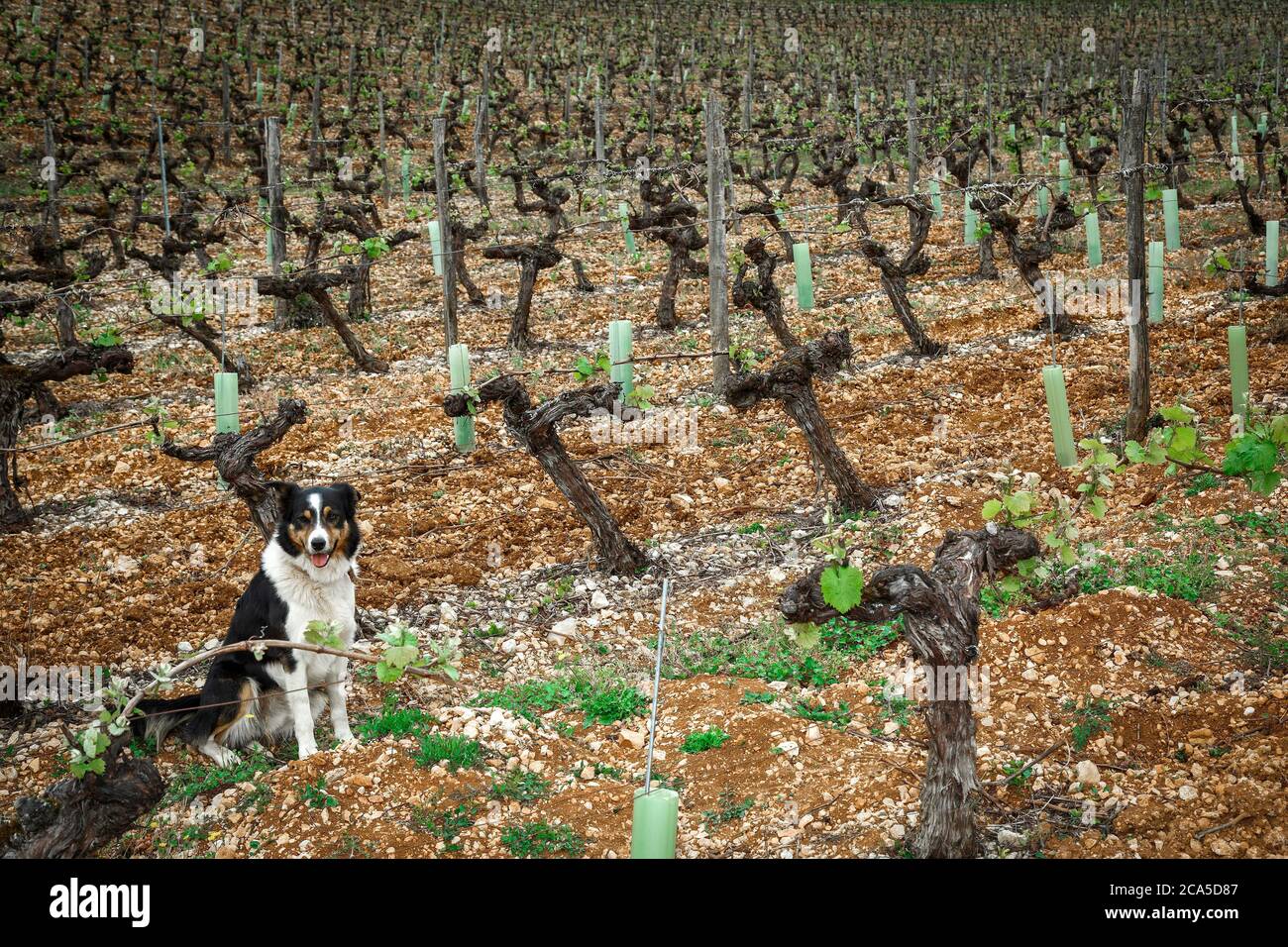 Europa, Francia, Occitanie, Midi-Pirenei, Lot, Cahors, cantina Les-Hauts-de-saint-Georges, Foto Stock