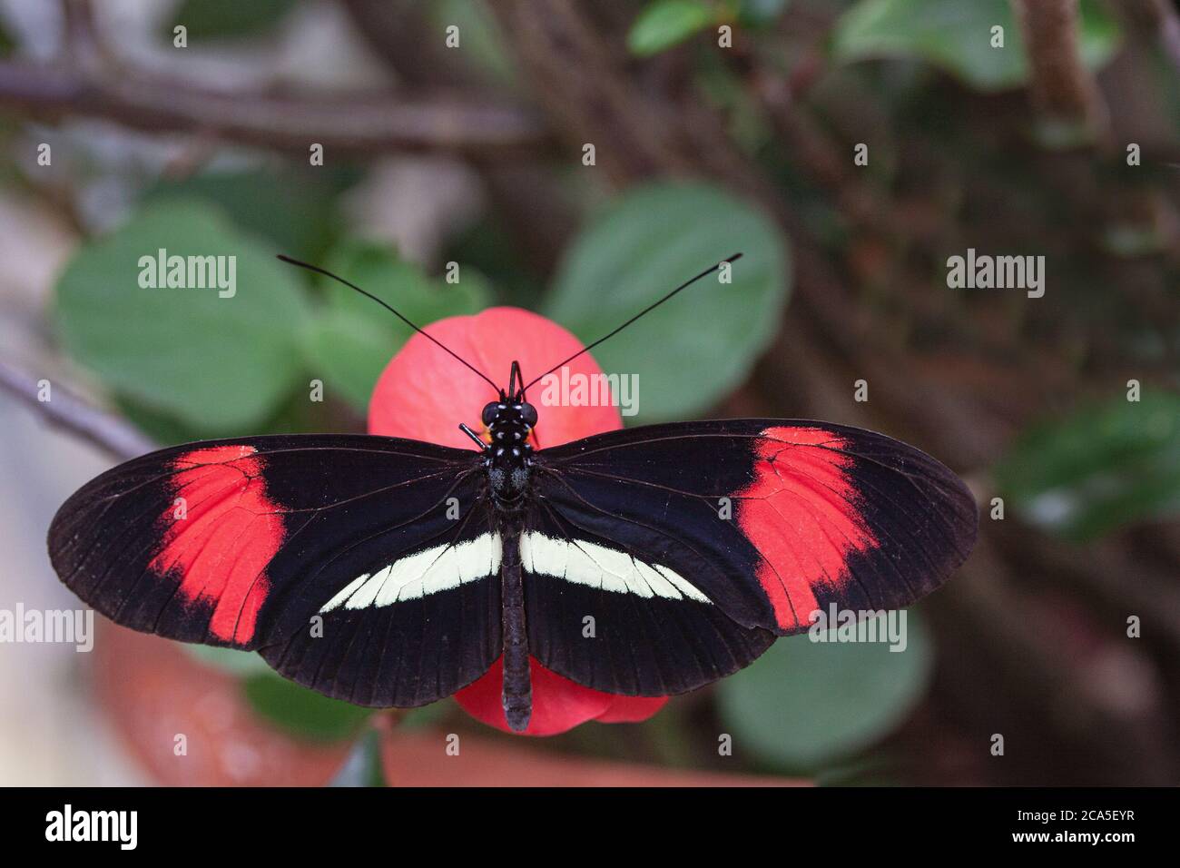 Postino farfalla farfalla farfalla con ali sparse. Nome latino Heliconius Melpomene. Vive in America centrale e meridionale. Primo piano per la fotografia macro. Foto Stock
