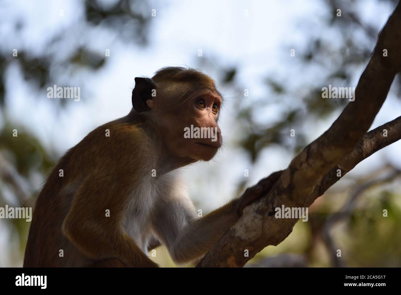 Un macaco di un solo toque (Macaca sinica) che riposa nell'ombra accatacciata su un ramo al Parco Nazionale di Wilpattu in Sri Lanka. Foto Stock
