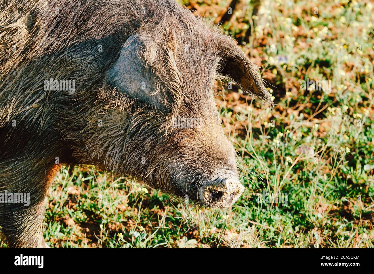 Close up ritratto di maiale iberican Foto Stock