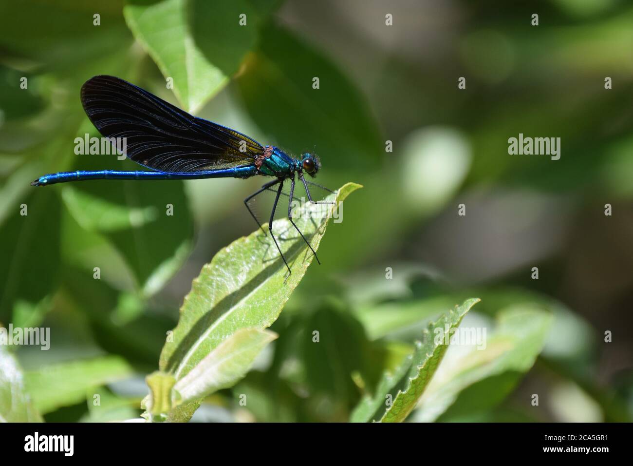 Demoiselle Agrion su foglia Foto Stock