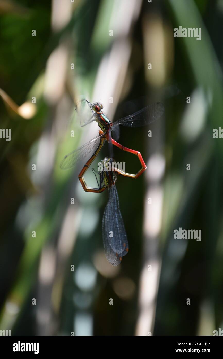 Cuore di Damselfly Foto Stock