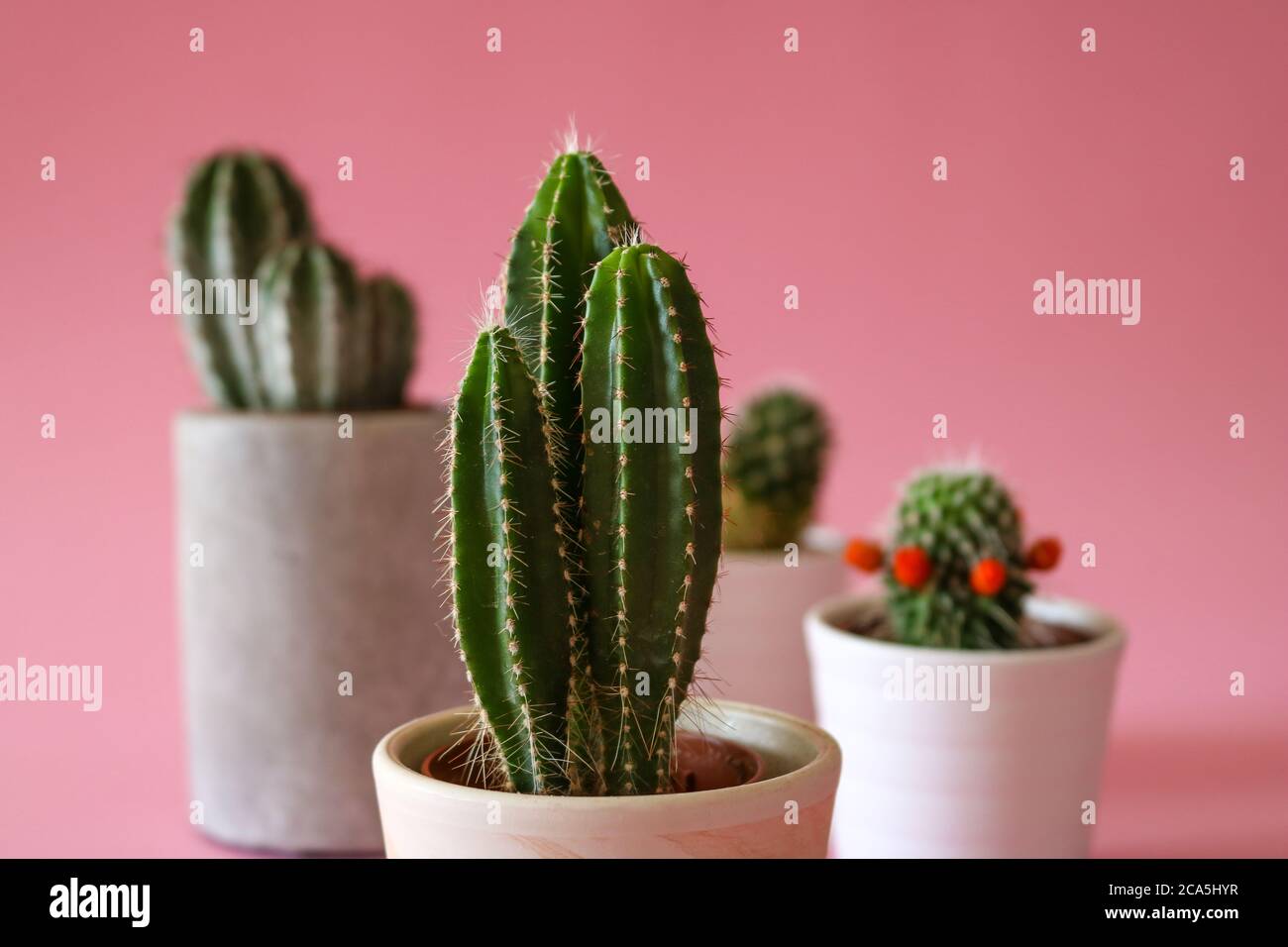 Varie piante di Cactus / Cactus in cemento e piantatrici bianche, isolate su sfondo colorato color pastello rosa. Foto Stock