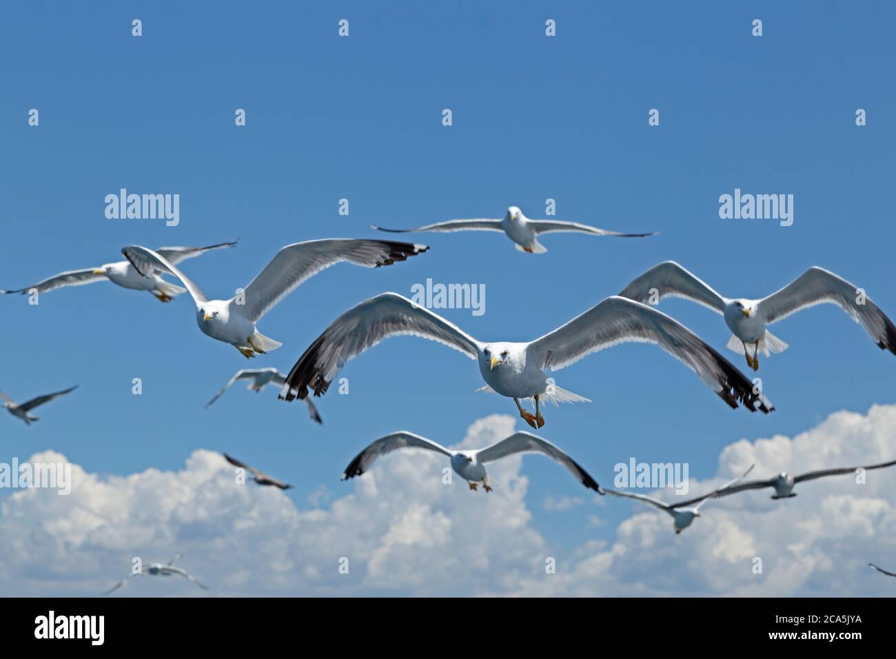 Gabbiani a zampe gialle (Larus michahellis) in volo, vicino a Rovigno, Istria, Croazia Foto Stock