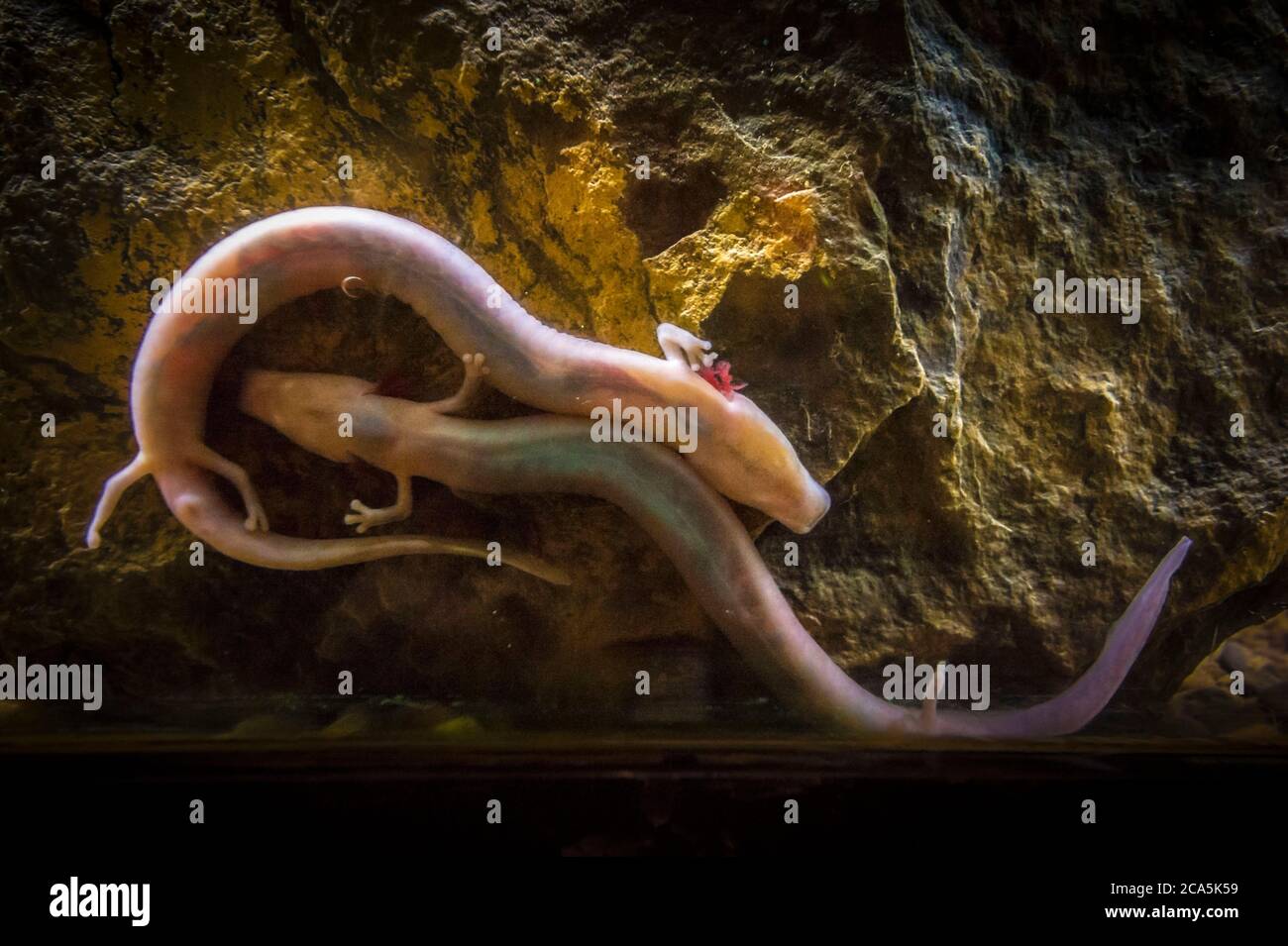 Francia, Isère, Parco Regionale del Vercors, grotta Choranche chiamato grotta Coufin-Chevaline, coppia di anguinus Proteus (Proteus anguinus) Foto Stock