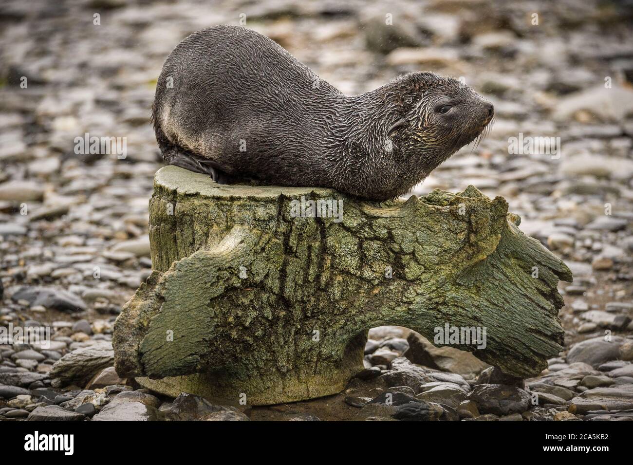 Antartide, Isola della Georgia del Sud (territorio britannico d'oltremare), Baia delle balene di destra, foca da pelliccia antartica o leone di Kerguelen (Arctocephalus gazella) giovanile su una vertebra di balena Foto Stock