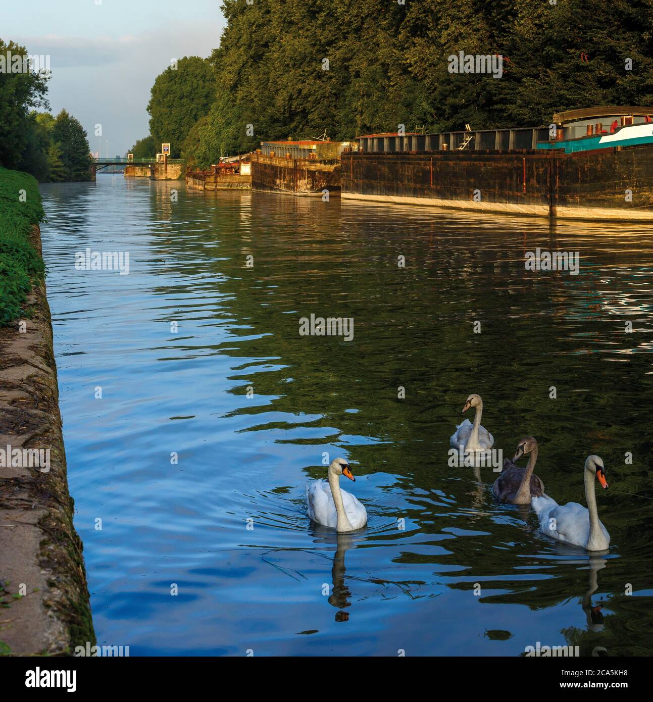 Francia, Yvelines, Les Mureaux, cigni su un canale destinato a chiatte, lungo la Senna Foto Stock