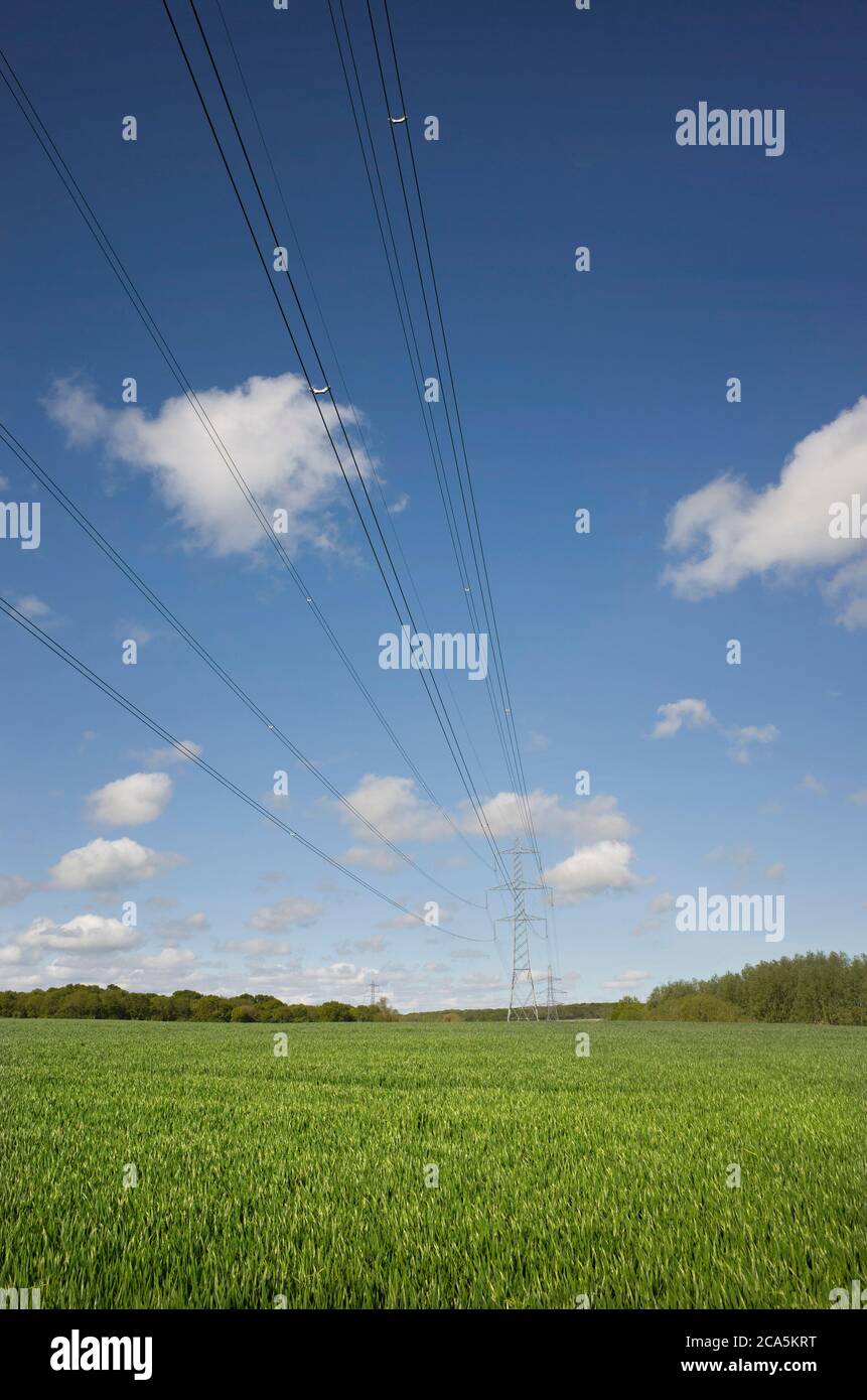 Campo verde luminoso con linee elettriche in testa a Chislet, Inghilterra. Foto Stock