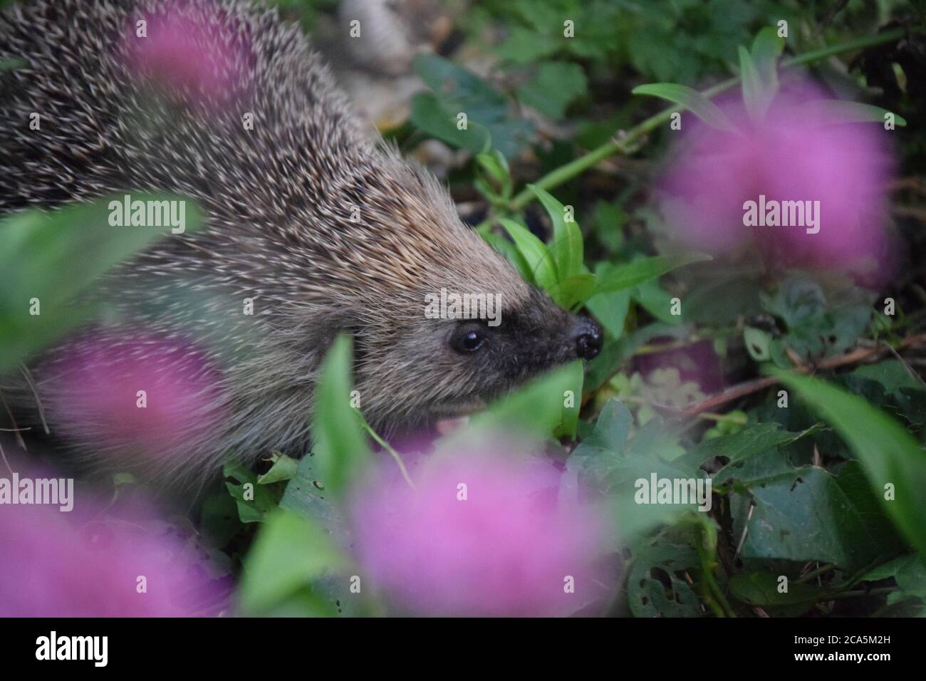 hedgehog in sottobosco Foto Stock