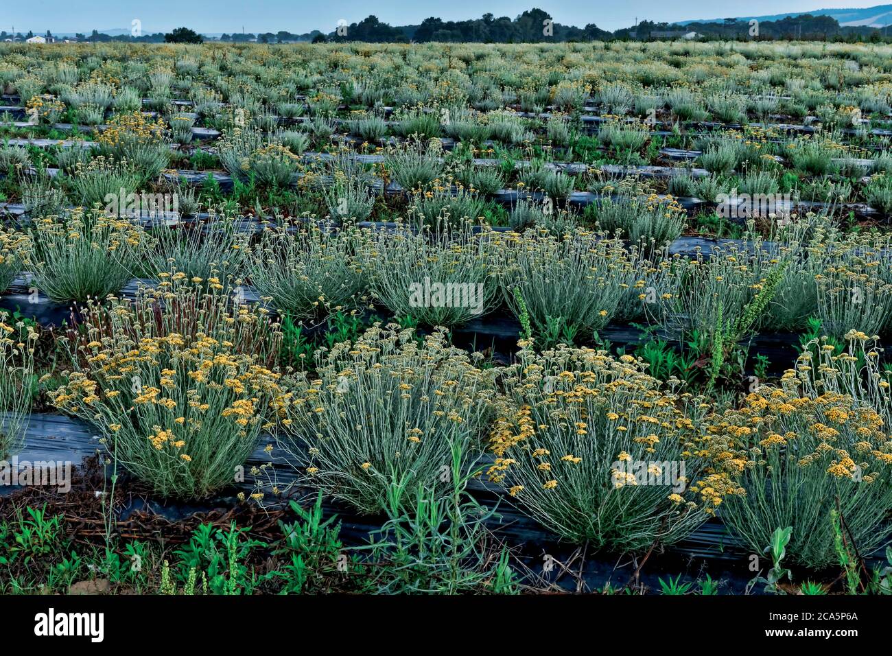 Francia, Tarn, Lavaur, campo di elichrysum Foto Stock