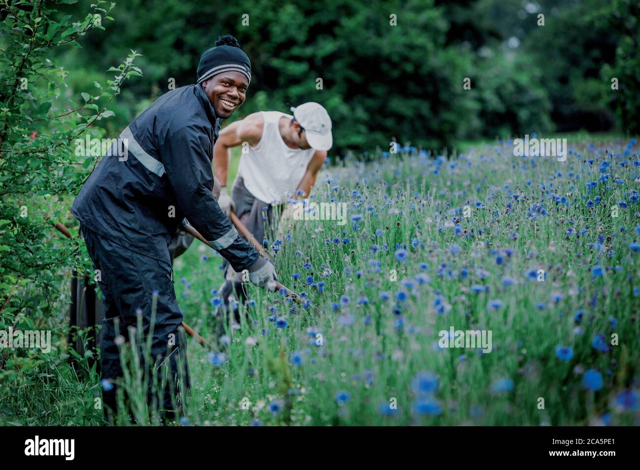 Francia, Tarn, Gaillac, vendemmia di mirtilli in un campo in primavera Foto Stock