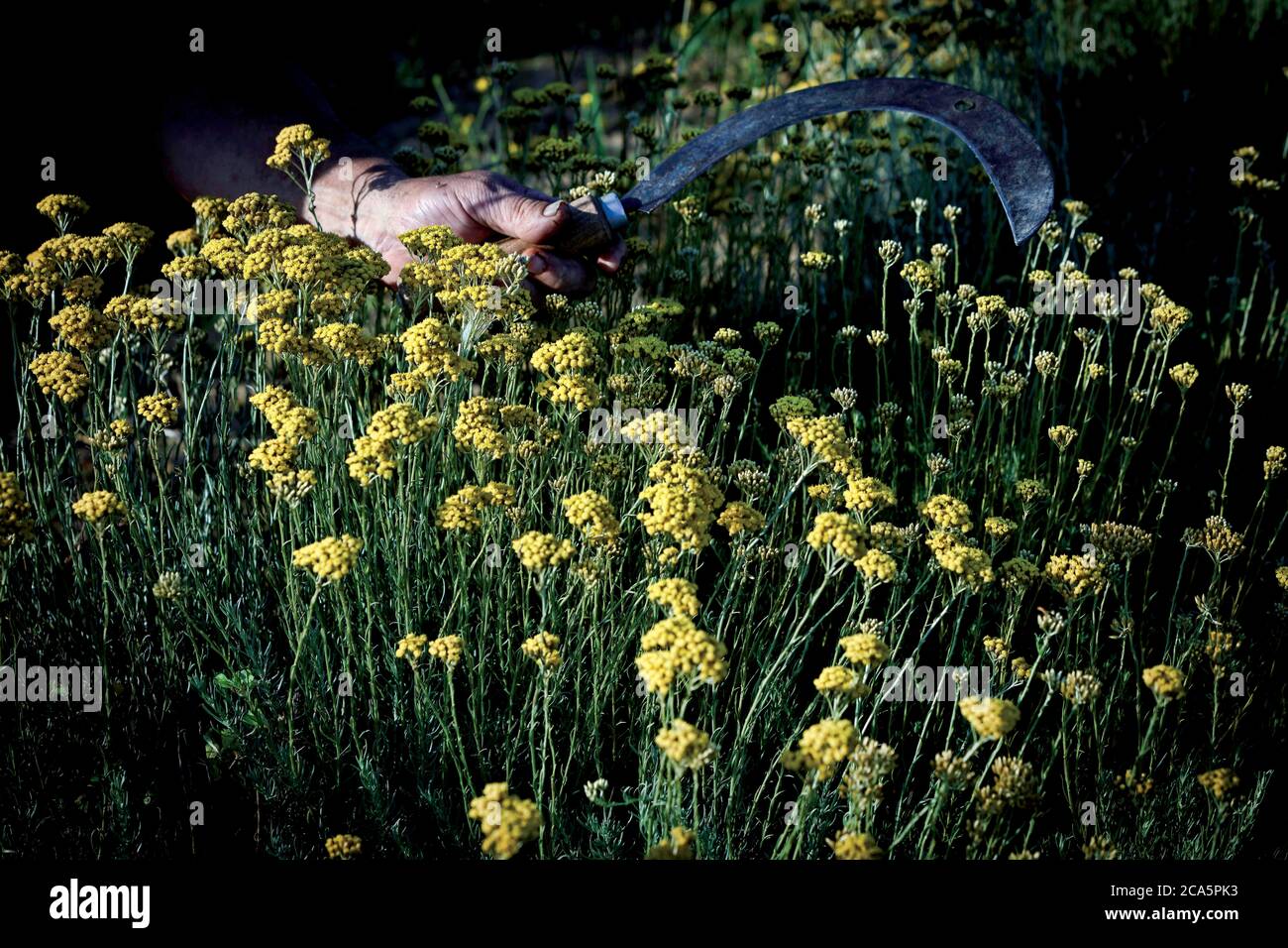 Francia, Tarn, Lavaur, raccolta di elichrysum a mano Foto Stock