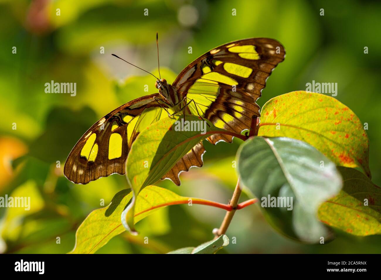 Malachite Butterfly appollaiato su una foglia di una pianta vista per sotto. Foto Stock