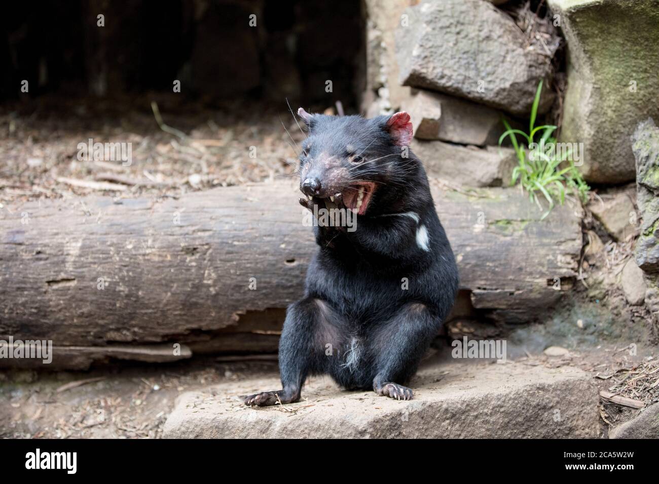 Australia, Tasmania, diavolo della Tasmania (Sarcophilus harrisii) pulisce i denti, Devils Cradle Breeding Center, situato vicino al Cradle Mountain National Park Foto Stock