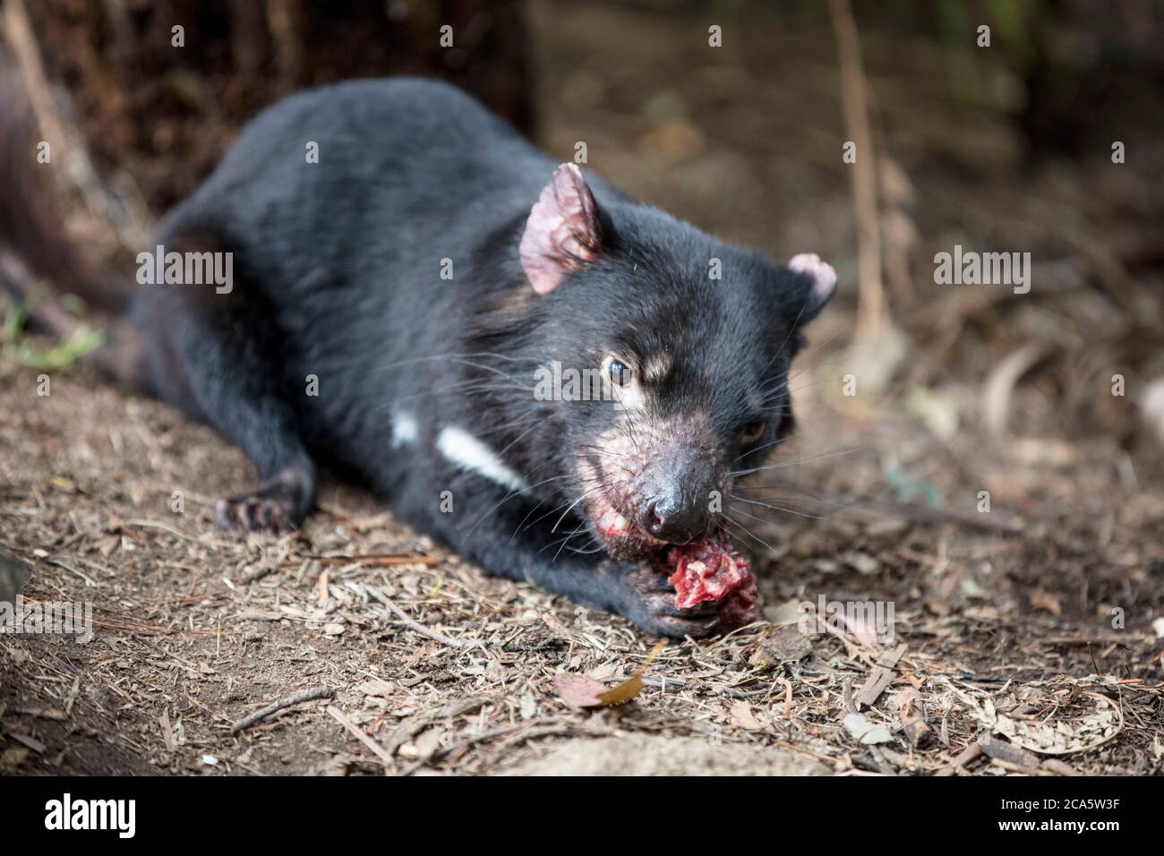 Australia, Tasmania, diavolo della Tasmania (Sarcophilus harrisii) trita la sua preda, Devils Cradle Breeding Center, situato vicino Cradle Mountain National Park Foto Stock
