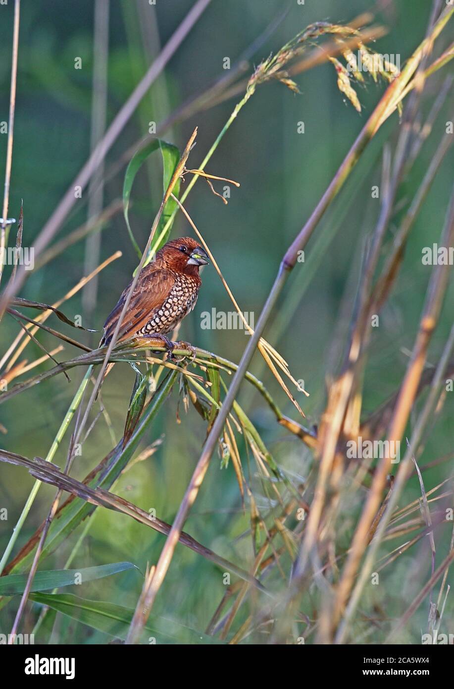 Munia (Lonchura punctulata) allevata con il cuoio capelluto, adulta che si nutre di semi d'erba, specie introdotta Bahoruco Mountains NP, Repubblica Dominicana Foto Stock