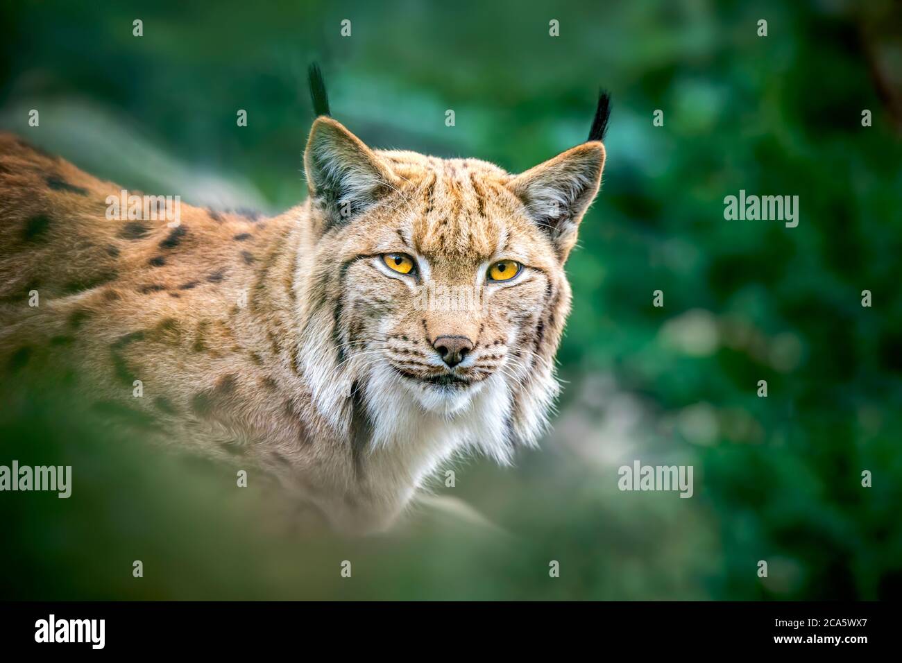 Lynx guarda con occhi predatori dal rifugio, nascosto nella foresta mentre cammina Foto Stock