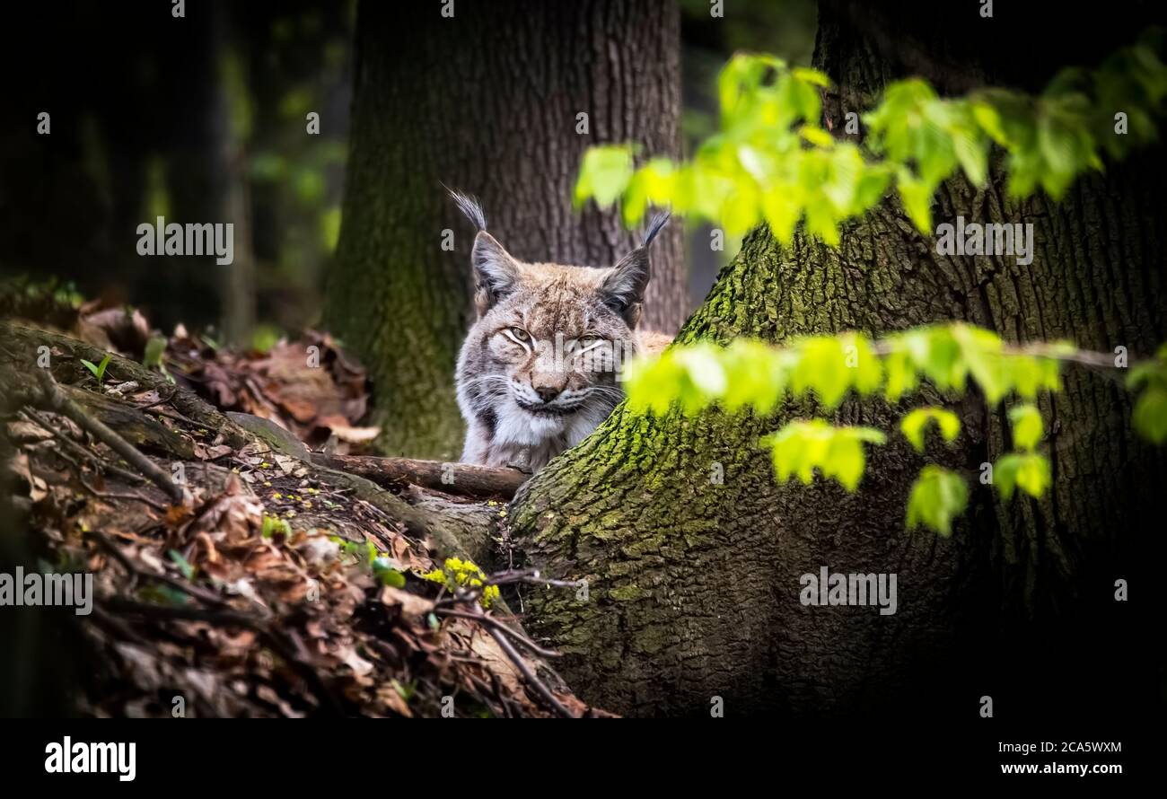 Lynx guarda con gli occhi predatori dal rifugio, nascondendo nei boschi dietro un albero mentre cammina, si sdraia e si guarda. Foto Stock
