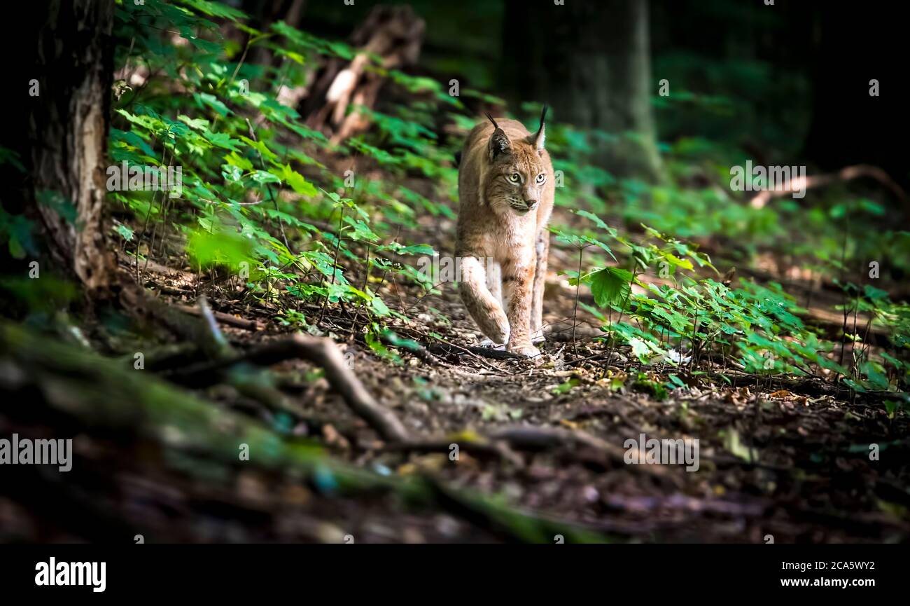 Lynx guarda con occhi predatori dal rifugio, nascosto nella foresta mentre cammina, a caccia lungo la strada attraverso la foresta. Foto Stock