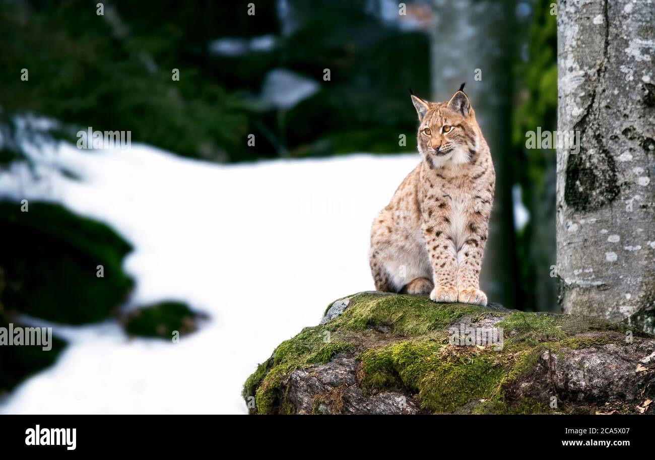 Lynx guarda con occhi predatori dal rifugio, nascondendosi nei boschi dietro un albero mentre cammina, si sdraia e si guarda, si siede su una roccia e si guarda. Foto Stock