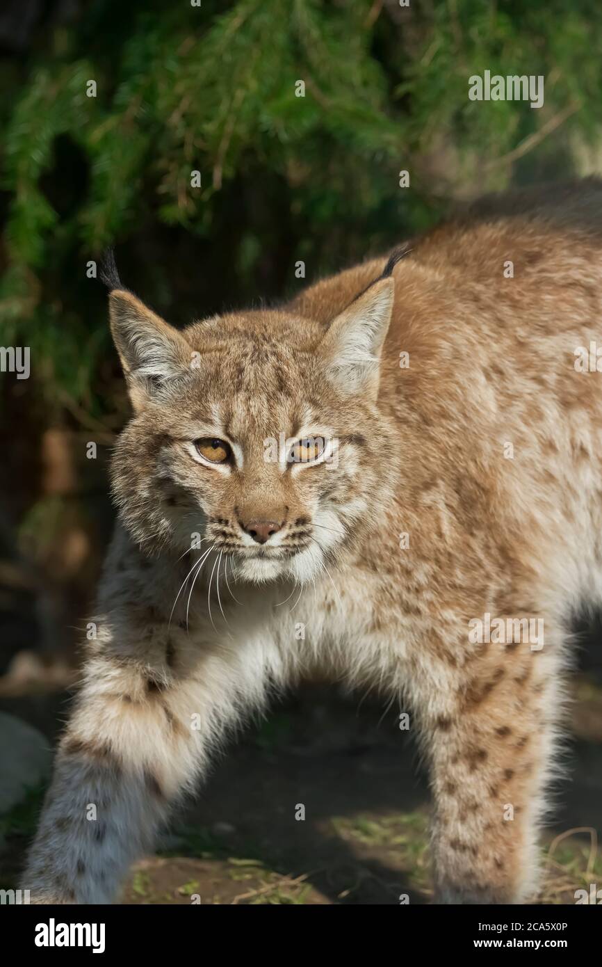 Lynx guarda con occhi predatori dal rifugio, nascosto nella foresta mentre cammina Foto Stock